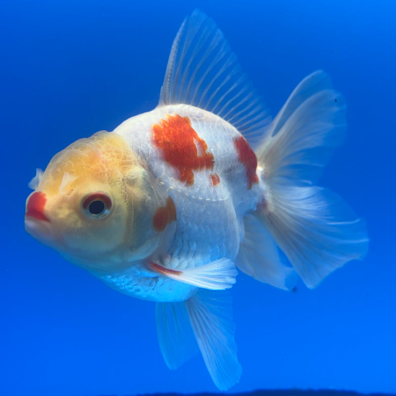 Thai Oranda Lemon Head Red/White 3” Body Male(CK-1457)SHOWTANK2