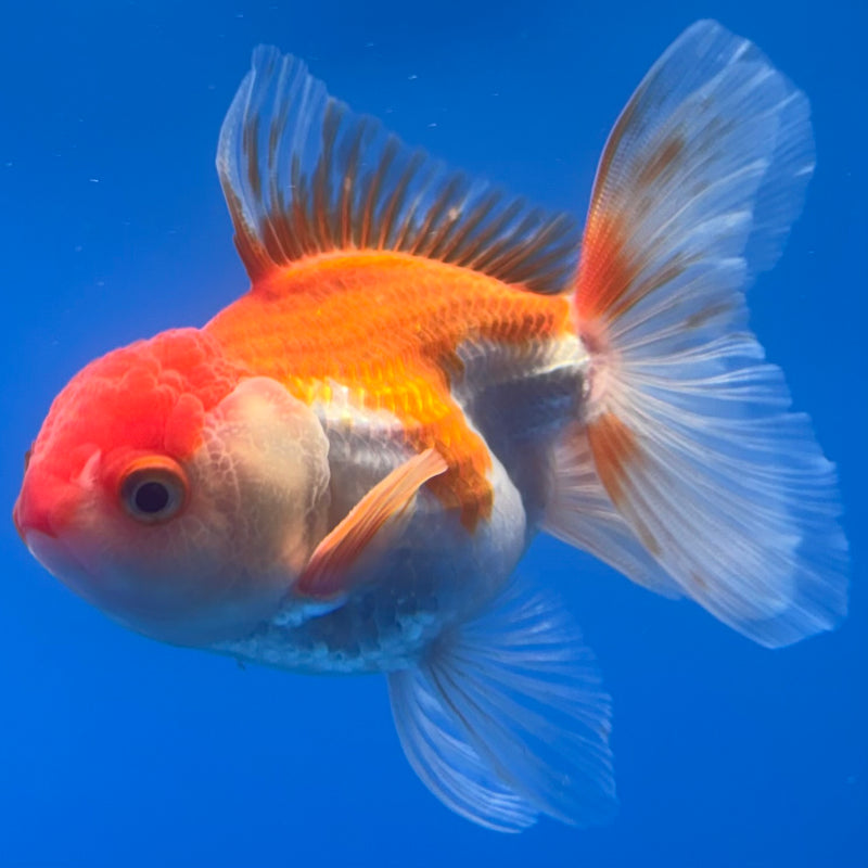 Thai Oranda Red/White 2.5” Body Male(CK-1264)R3B13