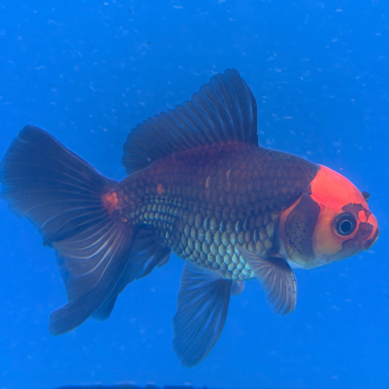 Thai Oranda Apache 2.5” Male (FEB-321)R3B08