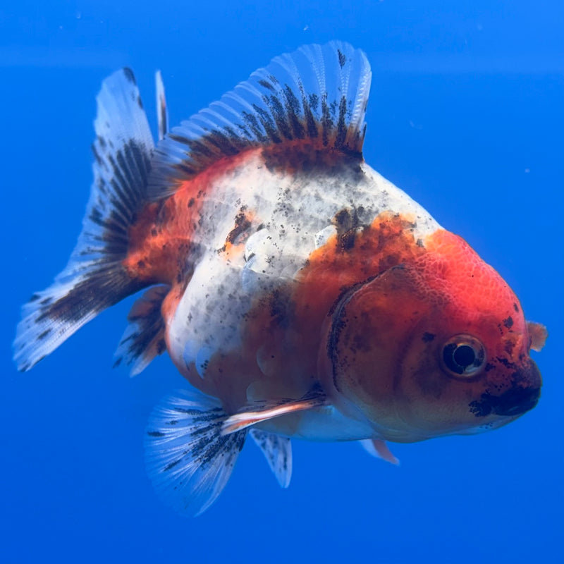 Thai Oranda SHOGUN 3” Body Male(CK-800)R1B04