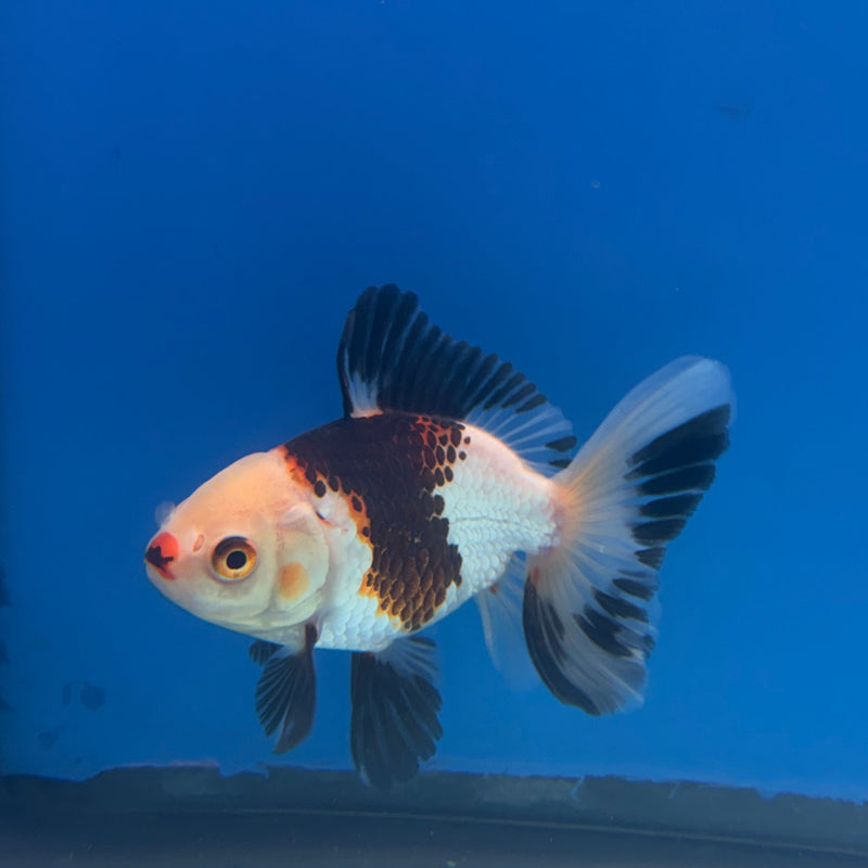 Thai Oranda Panda 3in Female (FEB-322)R2B07