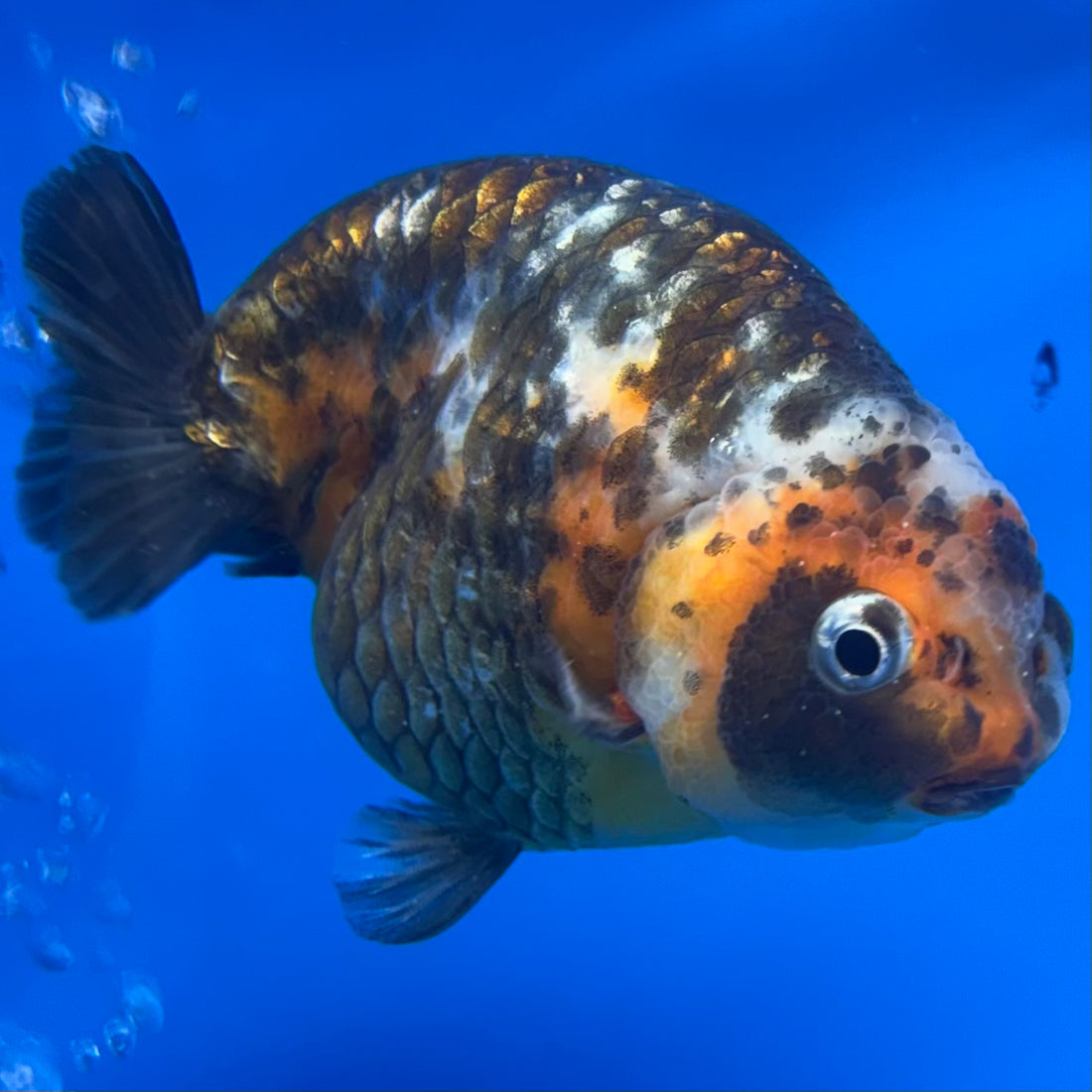 Chinese Ranchu Calico 4” Body Female(CK-1464)BLUETUBC