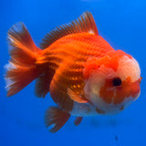 Thai Oranda Red/White 4” Body Male(CK-1443)R2A12