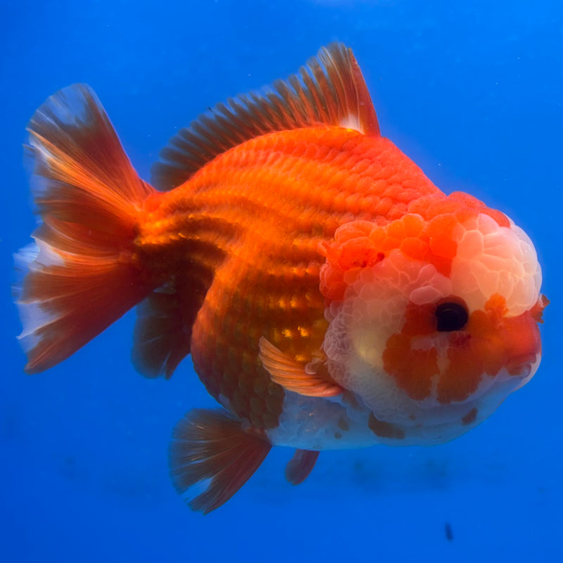 Thai Oranda Red/White 4” Body Male(CK-1443)BLUETUB2