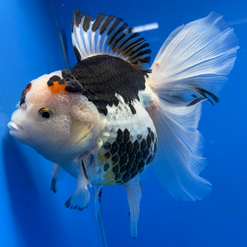 Thai Oranda NOK AA Medium Breed Peacock Tail Tri-Color 4” Body Female(CK-801)R1A08