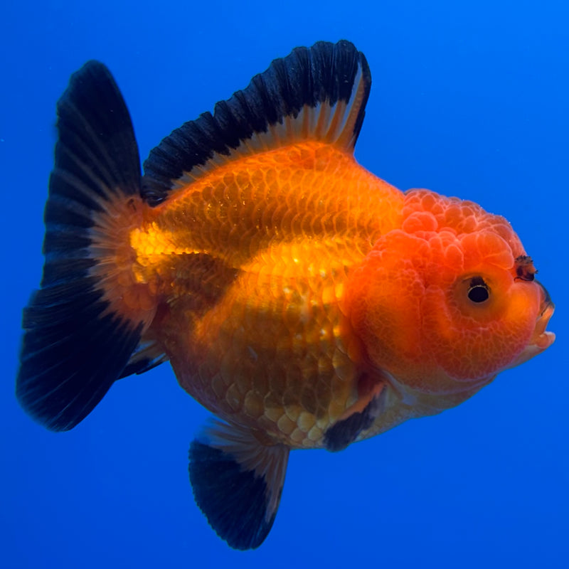 Thai Oranda Apache 3” Body Male(CK-713)R1A06