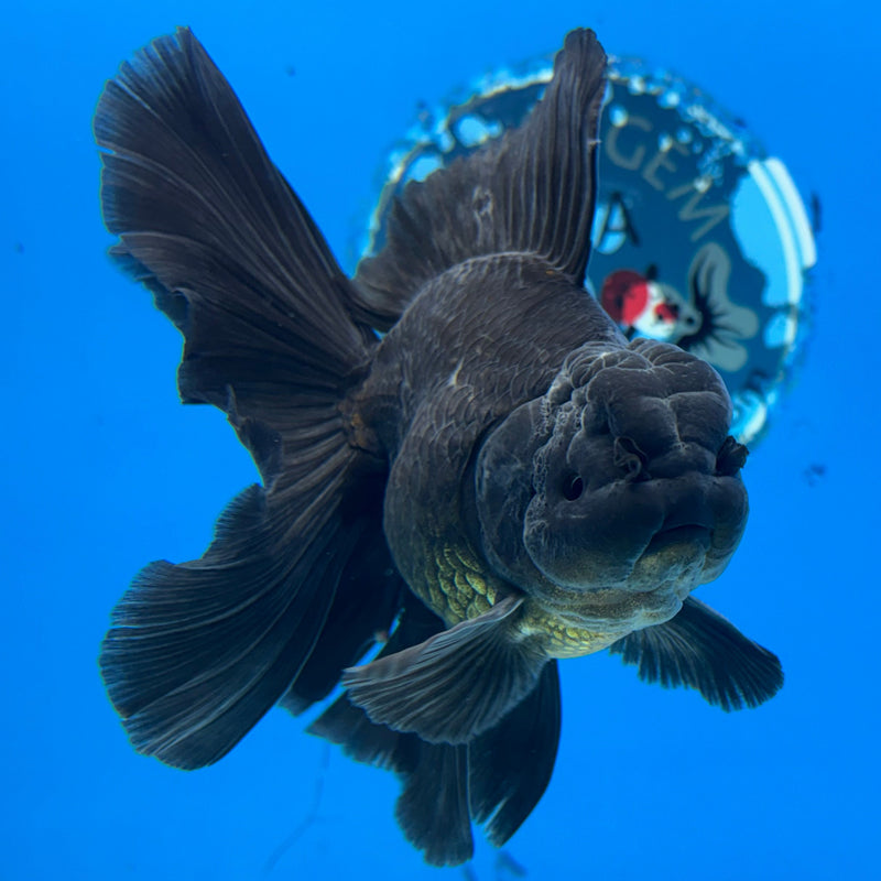 Thai Oranda Full Black 3” Body Male(CK-625)R1A03