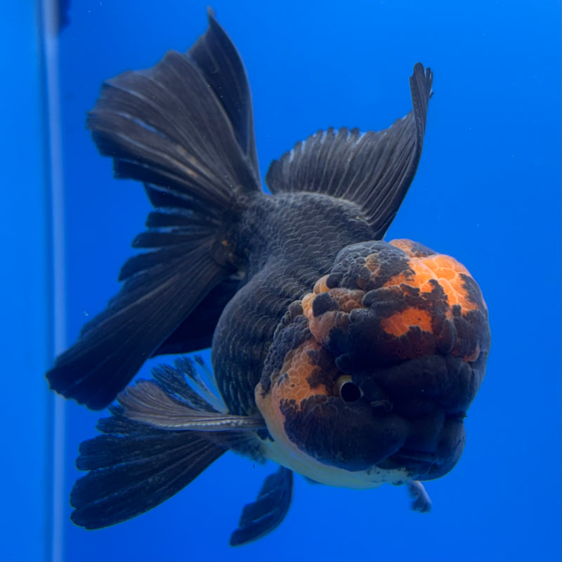 Thai Oranda Apache 3” Body Male(CK-734)R1B02