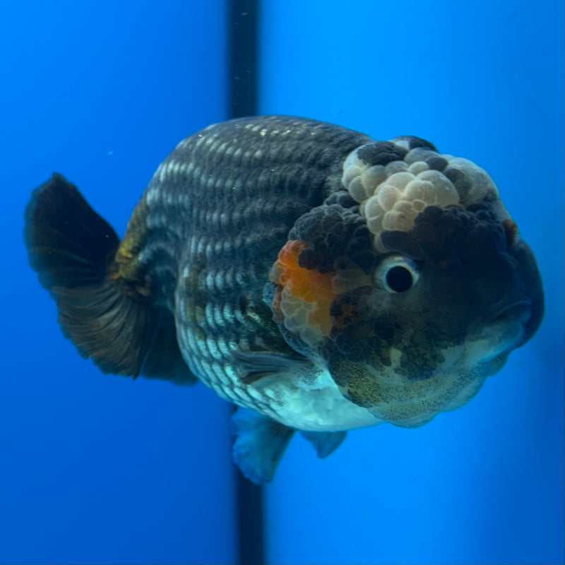 Thai Ranchu Steel Blue 3.5" Body Male(CK-897)R1A12