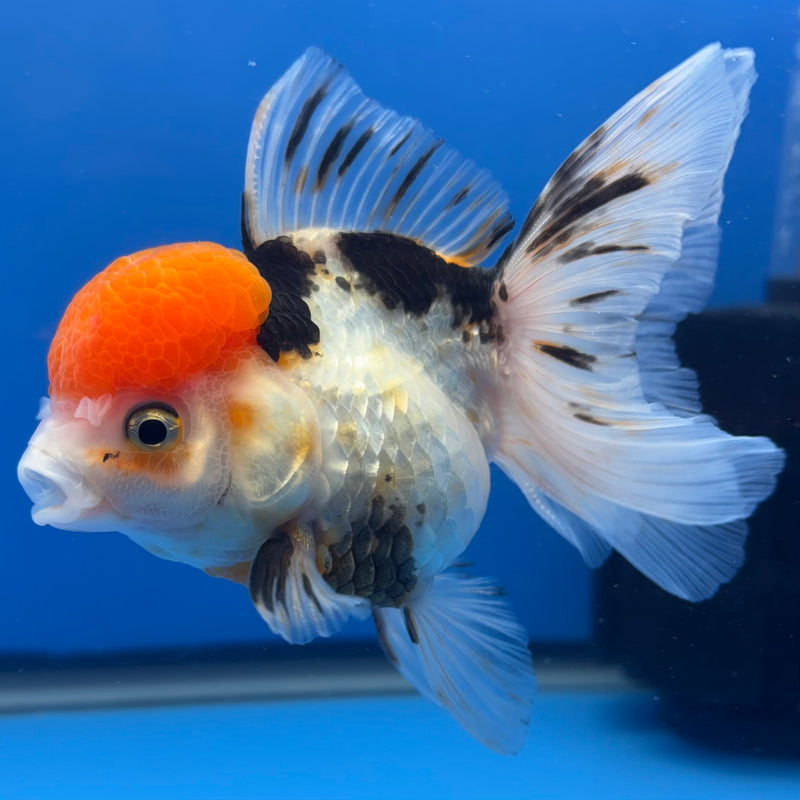 Thai Oranda Tri-Color 3.5” Body Female(CK-1382)R1B10