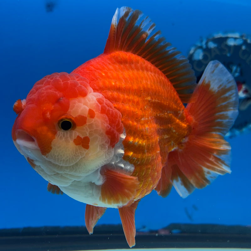 Thai Oranda Red/White 4” Body Male(CK-1446)R1BLUETUB1