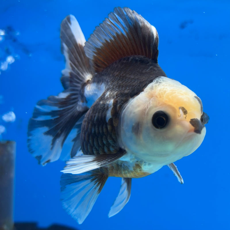 Thai Oranda Panda 2.5” Body Male(CK-854)R3B17