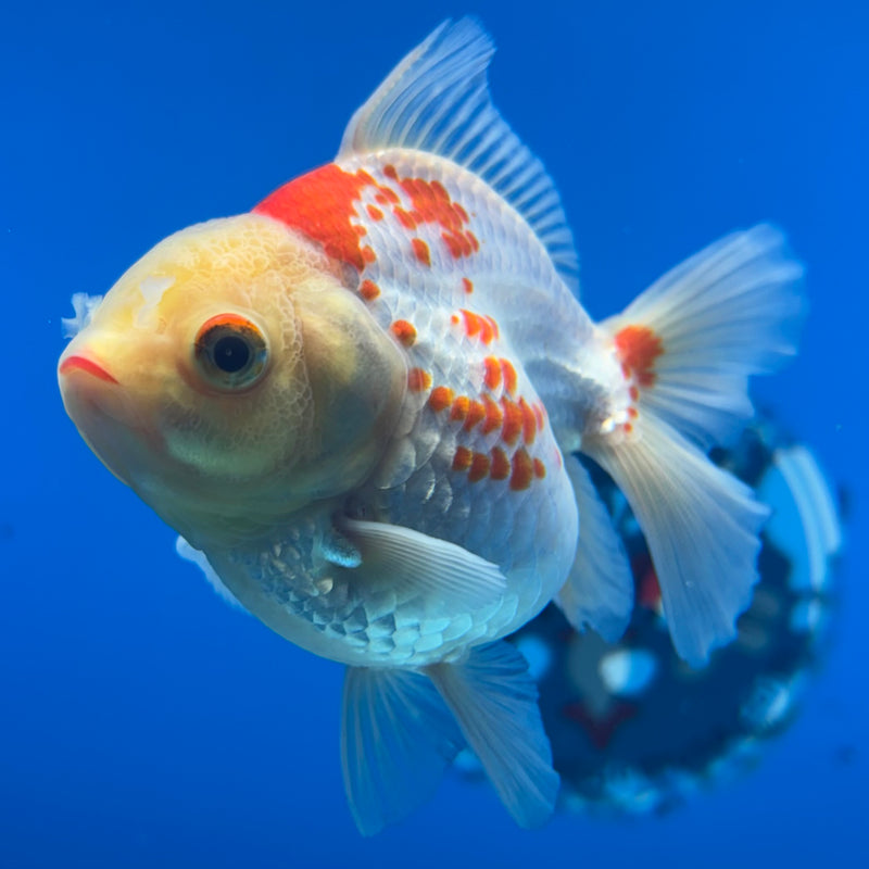 Thai Oranda Lemon Head Red/White 2.5” Body Female(CK-852)R3B18