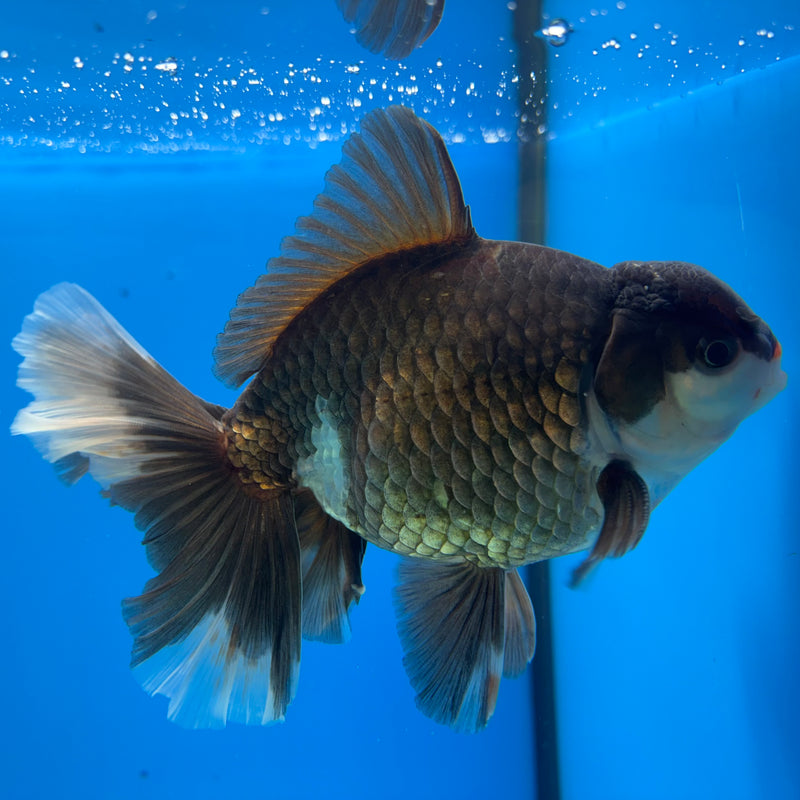 Thai Oranda Panda 4.5” Body Male(BIN-CK-1064)SHOWTANK2