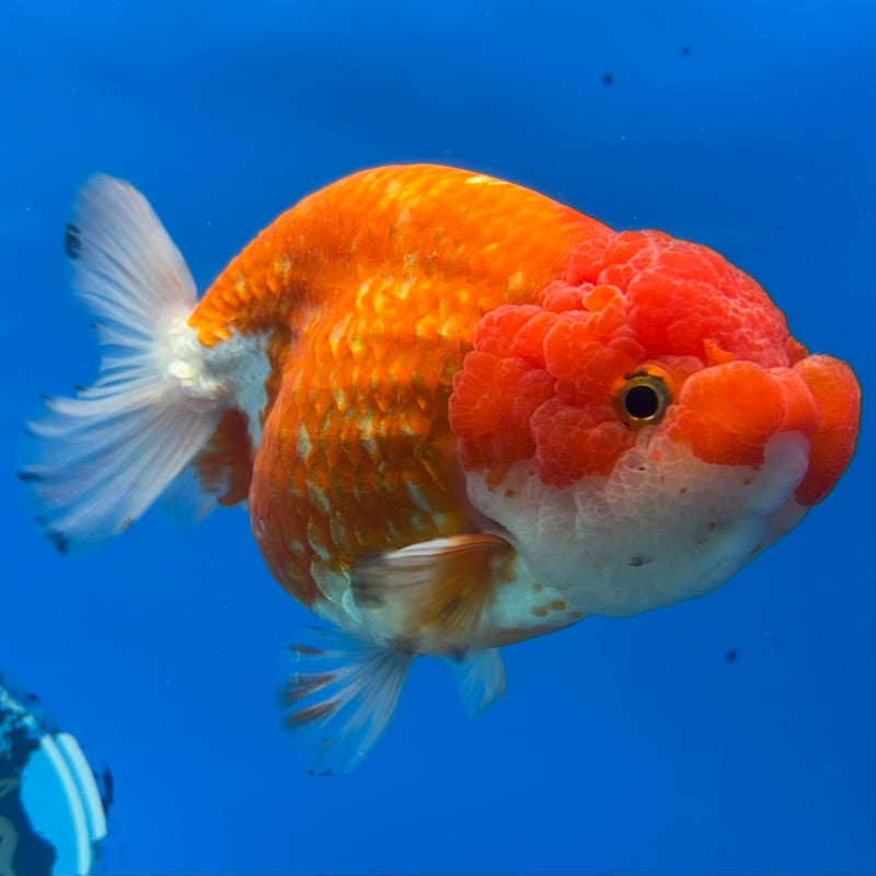 Thai Ranchu JUMBO Red/White 4.5” Body Female(CK-1452)SHOWTANK2