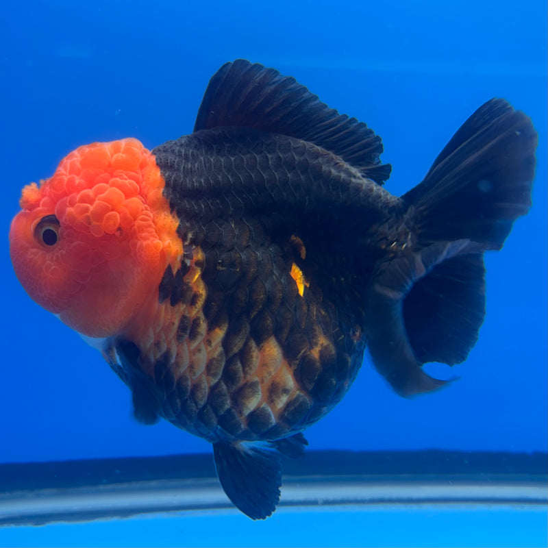 Thai Premium Oranda Yuanbao Apache 4” Body Female(CK-776)R1BlueTub4