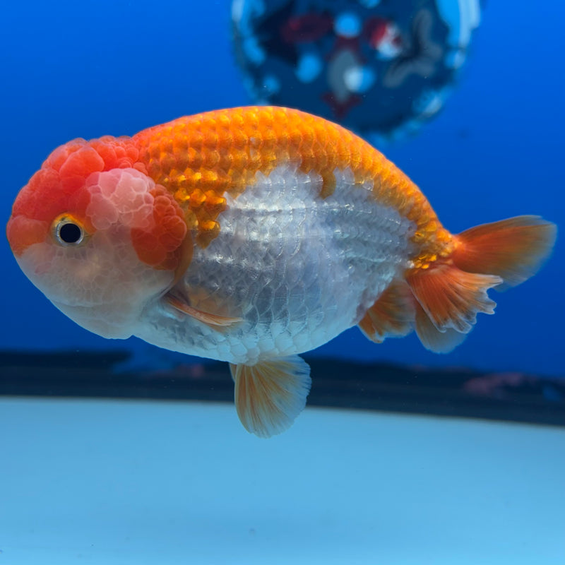 Thai Ranchu Red/White 3.5” Body Male(CK-831)R3A13