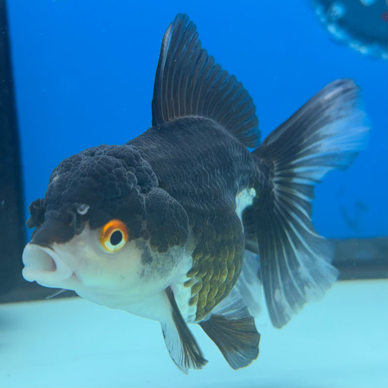 Thai Oranda Panda 3” Body Female(CK-973)R3B10