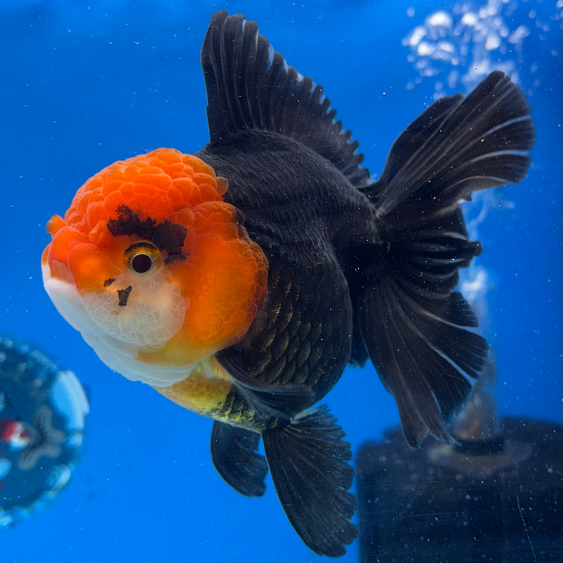 Thai Oranda Apache 3.5" Female(CK-1536)R2A06