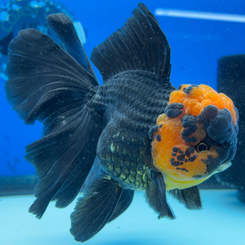 Thai Oranda Apache 3.5" Female(CK-1545)R2B02