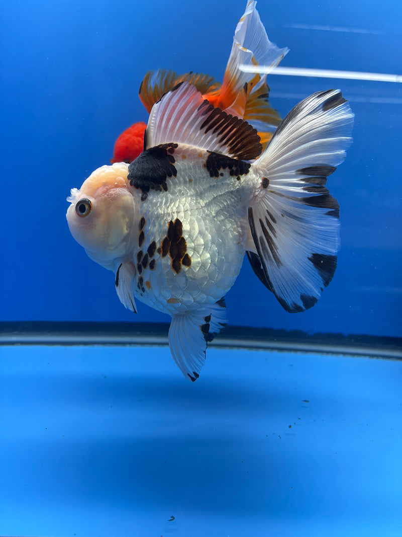Fancy Thai Panda Oranda 5” (R3B03) (DR-010)