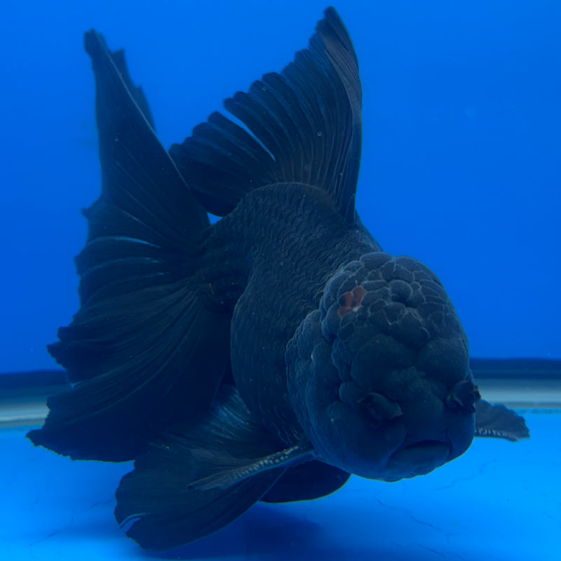Thai Oranda Full Black 4” Body Male(CK-821)R1A09