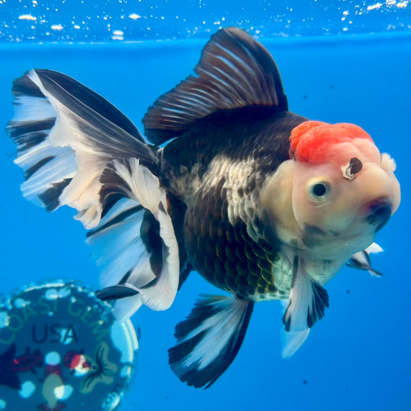 Thai Oranda AA Quality Tri-Color Orchid Tail 5” Body Male(CK-1105)SHOWTANK2