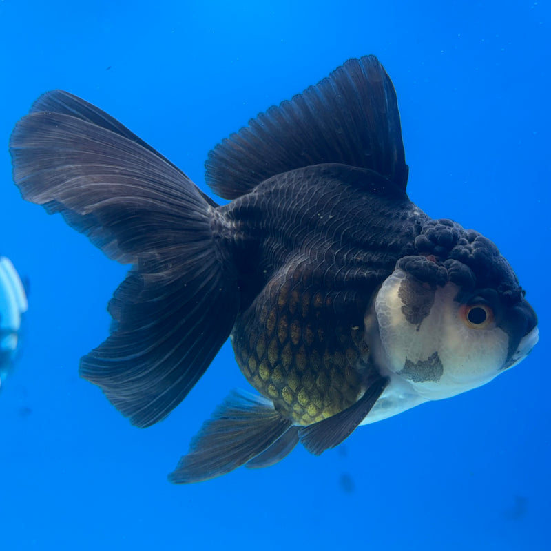 Thai Oranda Panda 3” Body Male(CK-1409)R1B09