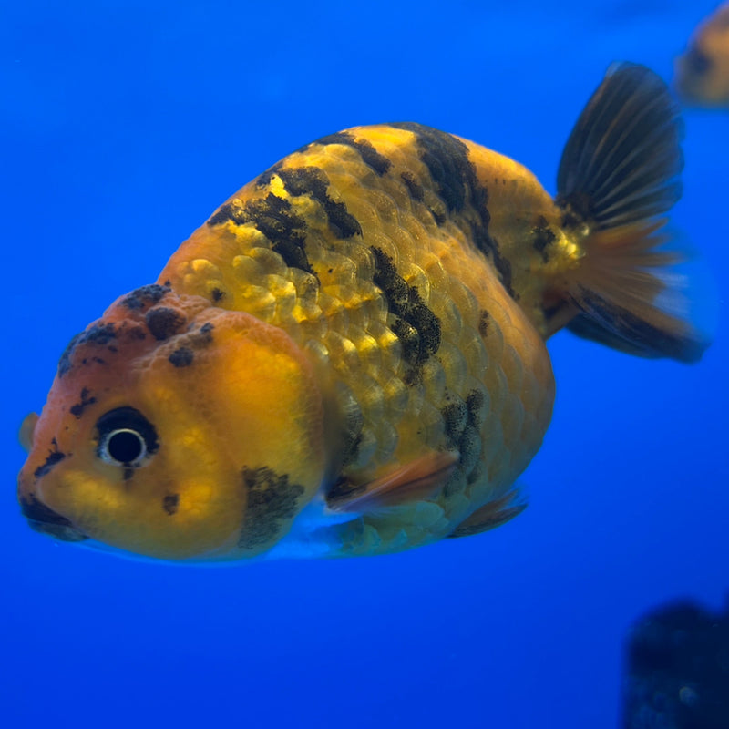 Live Fancy Goldfish Ranchu Red Tiger 3" Body (JC-001) R1A09
