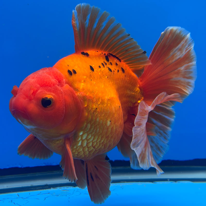 Thai Oranda JUMBO Spotted Full Red 4.5” Body Male(QGF-CK-1321)BLUETUB1