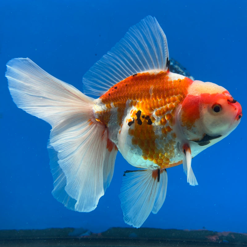 Thai Oranda Orchid Tail Tri-Color/Apache 4” Body Male(CK-1194)SHOWTANK
