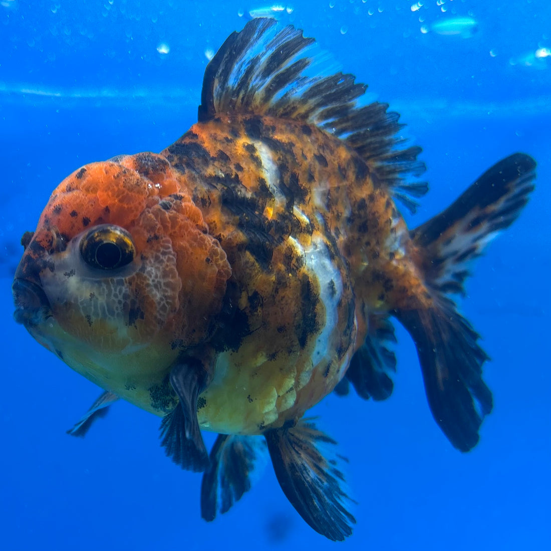 Thai Oranda Calico Yuanbao by SHOGUN 3” Body Male(CK-1594)R3B08