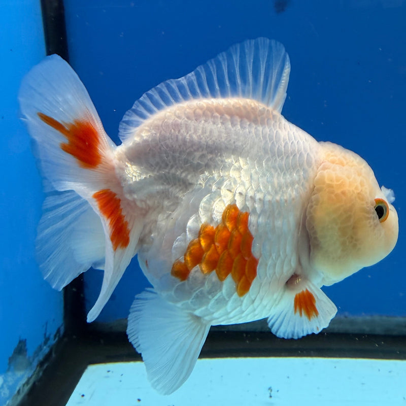 Chinese Oranda Yuanbao Lemonhead 3.5in Female (FEB-306)R2A06
