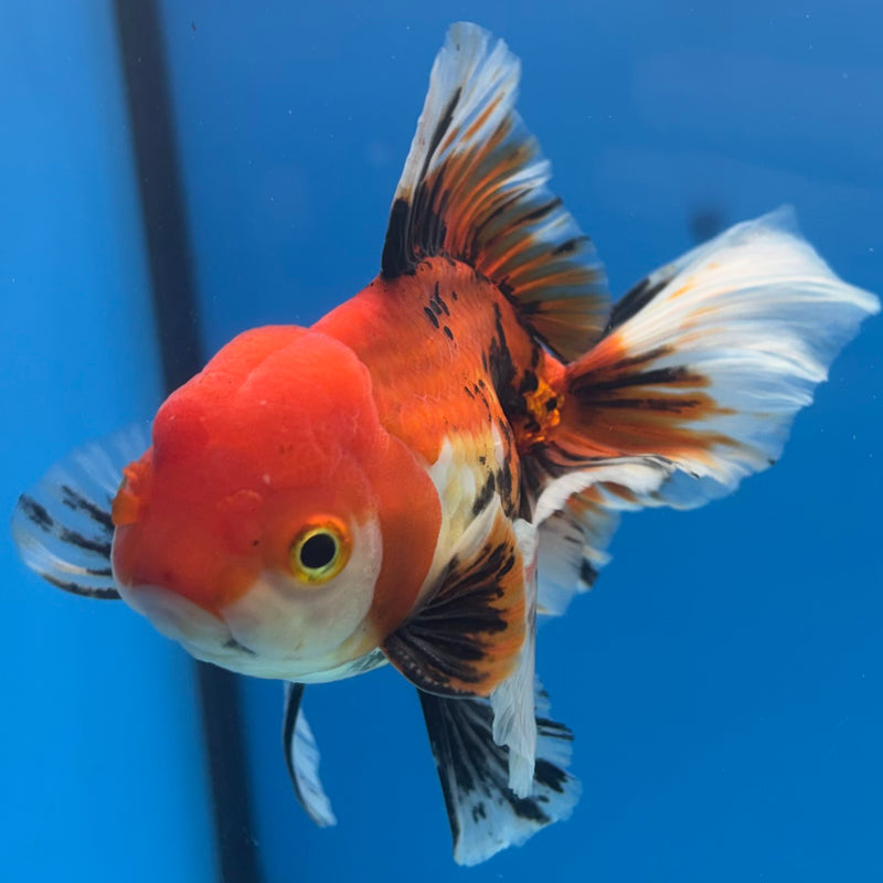 Thai Oranda Apache 3.5” Body Male(CK-1488)R2B19