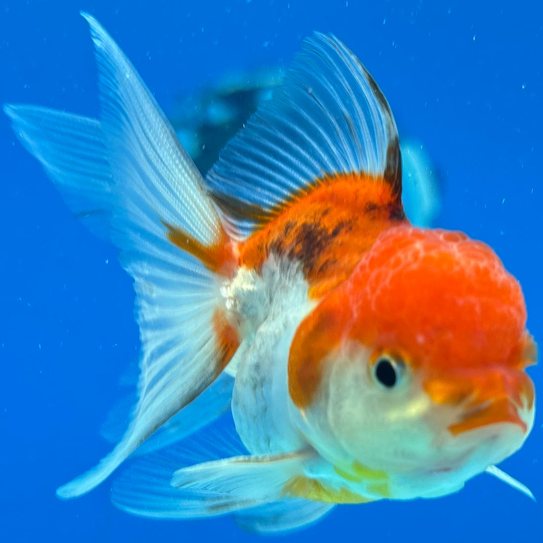 Thai Oranda Tri-Color 2" Male (CK-1556)R3A12