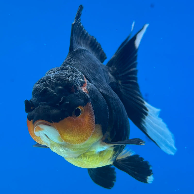 Thai Oranda Apache 3” Body Female(CK-967)R3B21