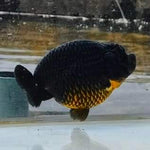A Grade Our Choice Black Hybrid Dragon Head Ranchu 2.50 inch Body (CGF)