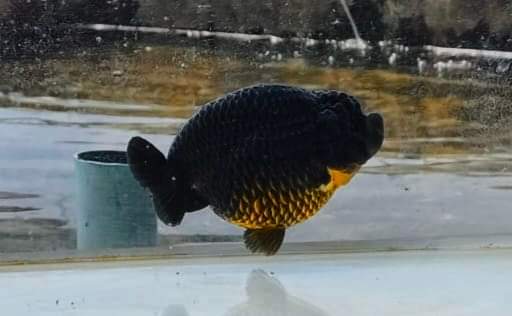 A Grade Our Choice Black Hybrid Dragon Head Ranchu 2.50 inch Body (CGF)