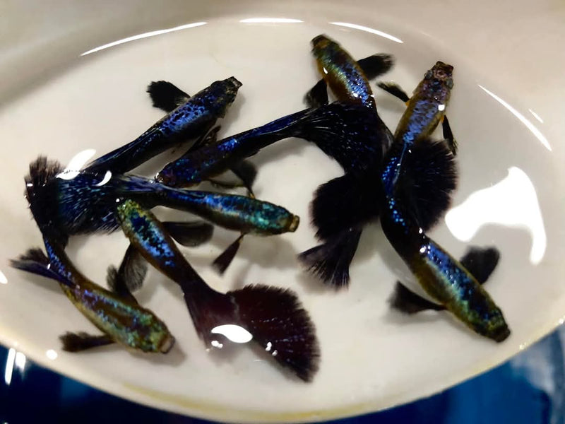 Live Fancy Guppy Fish Premium Quality Dumbo Ear Dark Platinum Purple (CGP-020)