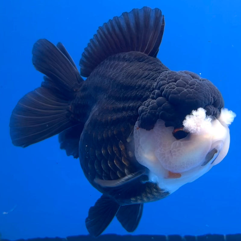 Thai Premium Oranda Yuanbao Panda 4” Body Male(CK-751)R1BlueTub4