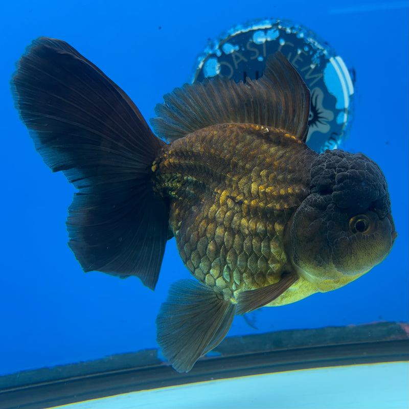 Thai Oranda Full Black 4” Body Female(CK-1501)R2B11