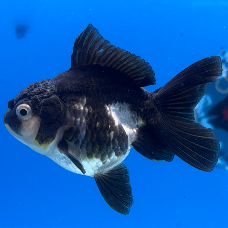 Thai Oranda Panda 2.5" Female (CK-1548)R3A16