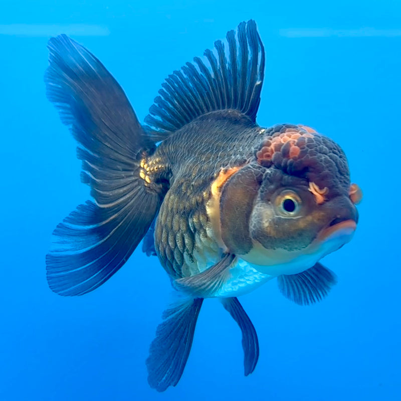 Thai Oranda Black Body Red Cap 3” Body Female(CK-700)R1B07