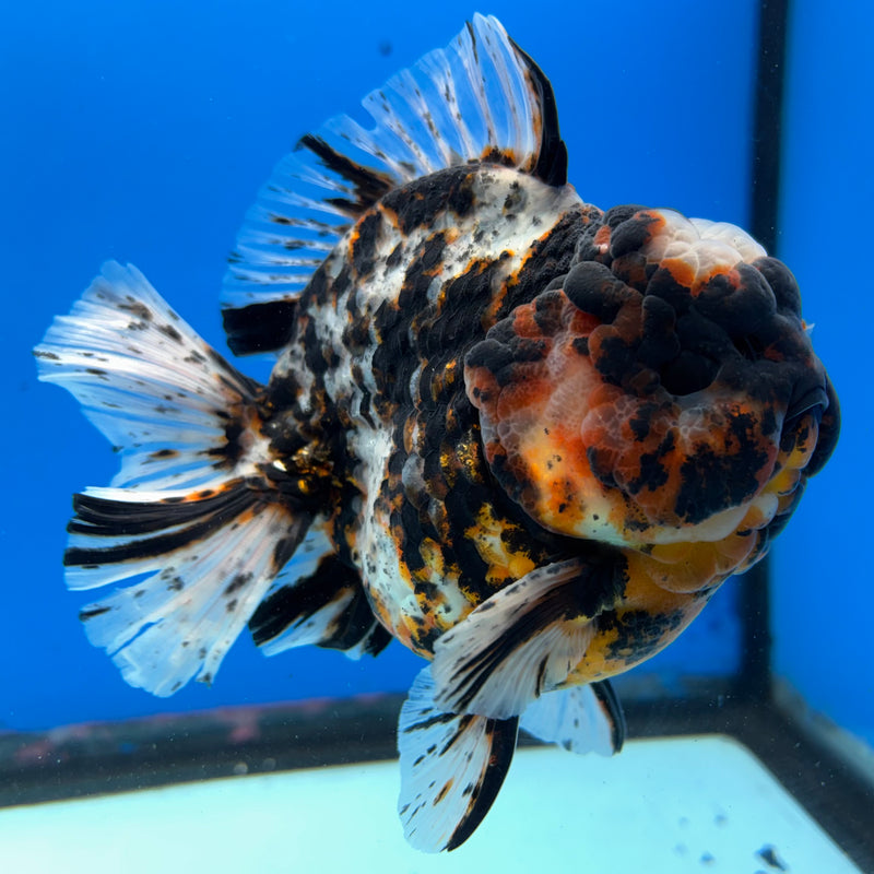 Thai Oranda Tri-Color Calico Tiger 4” Body Male(NKT-CK-1027)SHOWTANK2