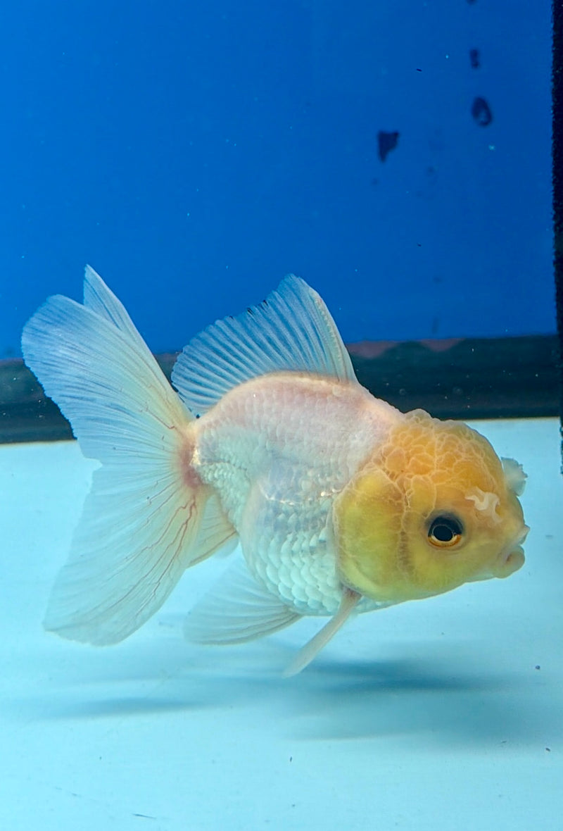 Thai Oranda Lemonhead 2.5” Female (FEB-267)R3A09