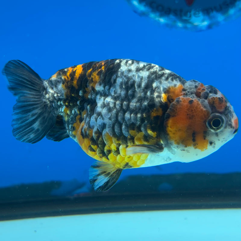Thai Ranchu Calico 3” Body Female(CK-1392)R1A09