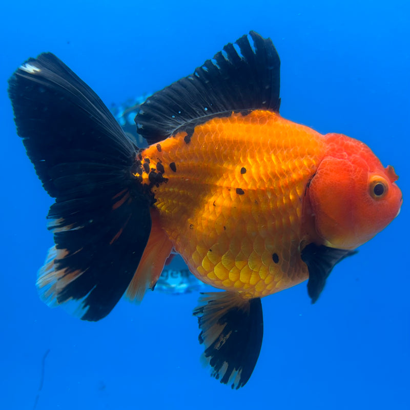 Thai Oranda Apache 4” Body Female(CK-1195)SHOWTANK