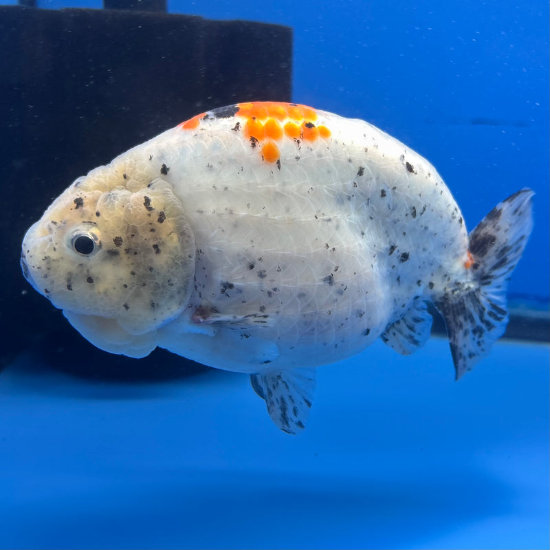 Thai Super Jumbo Calico Ranchu 6” Body Male(CK-CRP-JO1142)