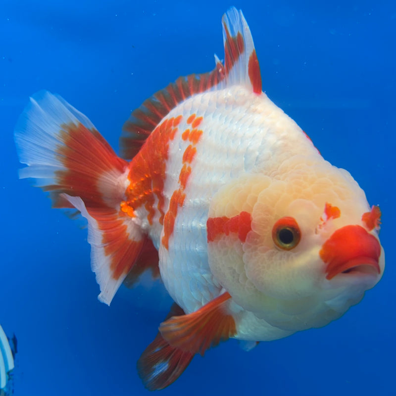 Thai Oranda Red/White 4.5” Body Female(CK-1448)R1BLUETUB1