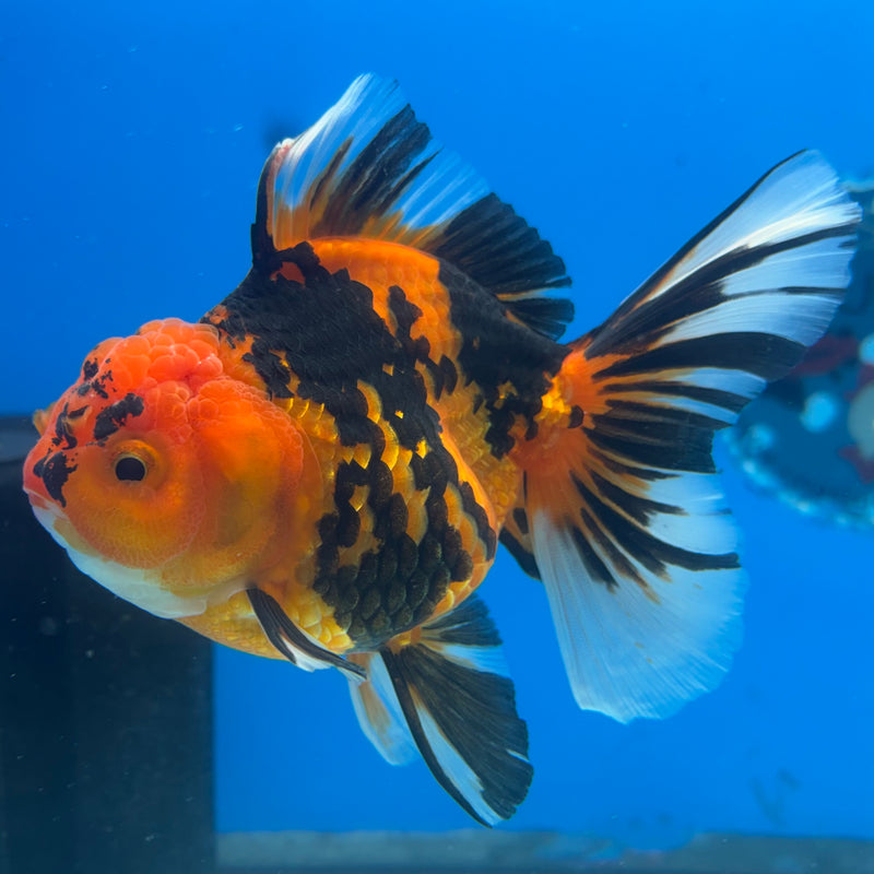 Thai Oranda Tiger Calico 3” Body Female(BIN-CK-1055)SHOWTANK2